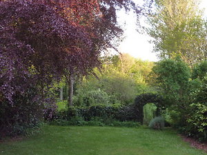 pictures and words. back garden with beech and arch