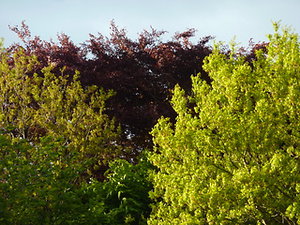 pictures and words. 3 different coloured trees